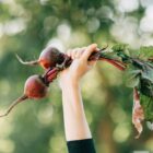 The Best Diet for Gut Health
